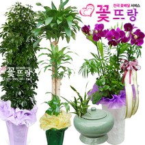 꽃뜨랑 축하화분 행운목 스투키 홍콩야자 동양난 서양난 화환 전국당일꽃배달, A04 인삼펜다