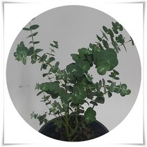 행복한정원 유칼립투스 화분