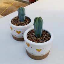 용심목 다육식물 시멘트화분, 용심목＋시멘트화분