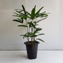 온누리농원 관음죽