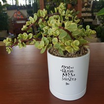 인커피식물카페 아악무 캘리그라피화분 다육식물 공기정화식물 넝쿨식물 인테리어소품화분