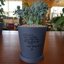 인커피식물카페 익스팩트리아철화 다육이 캘리그라피화분 반려식물 공기정화식물 플랜테리어