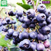 생생아로니아농원 아로니아생과 6kg, 1박스