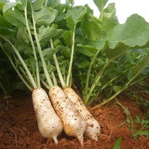 고창황토밭 알타리무 총각무 14kg 알타리 지호네농장, 1box, 알타리무우_14kg내외(6단정도)