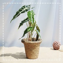 그린테라피 해초바구니 소형 공기정화식물, 거북이 알로카시아해초 바구니 소 (내추럴)