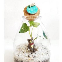 자연소년 New 테라리움6종류, A야옹하트