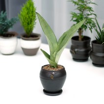 아침향기 공기정화식물 옹기화분, ;, 1개, 문샤인