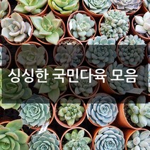 제이팟다육 예쁜 국민 다육이 다육식물 200종류, C27. 핑크자라고사