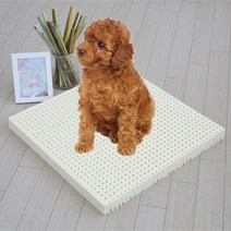 럭스앤펀 천연라텍스애견방석+방수커버 강아지방석, 애견방석 L5cm