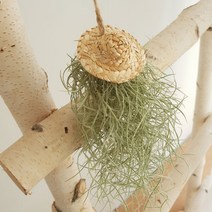 꼬띠 미세먼지 제거탁월한 (미니)수염틸란 밀짚모자, (미니) 수염틸란 밀짚모자, 1개