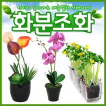 호가 화분조화 호접란 장미 인테리어 조화 화분 장식, 다육식물조화-에오니움(+2000원)