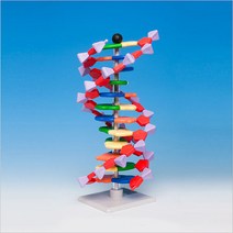 Molymod 12 염기쌍 DNA 분자모형 (AMDNA-060-12) 구조모형 모형키트