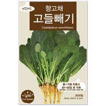 청농종묘 적환20일무 씨앗 600립 - 붉은무 빨간무 래디시 씨, 15_고들빼기(3000립 )