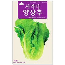 청농종묘 적환20일무 씨앗 600립 - 붉은무 빨간무 래디시 씨, 10_사라다양상추(200립)