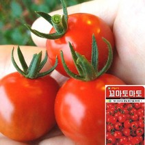세경팜 방울토마토 씨앗 100립