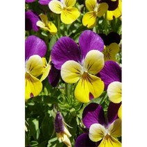 씨앗 삼색제비꽃 (제비꽃) 0.1g