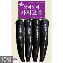 할라피뇨 30립 - 고추씨앗 씨앗 씨 고추씨 멕시코고추 매운고추씨, 01_청농_보라도리가지고추(10립), 01_청농_보라도리가지고추(10립)