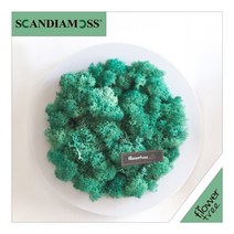 미세먼지 철벽방어! 실내공기정화식물 스칸디아모스 모음 천연이끼, 20.원형스칸디아액자set 24cmP-퍼시픽그린