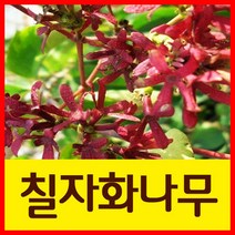 순희농장 칠자화나무묘목 포트(30cm)-2개 포트(90cm)-1개, 칠자화포트90cm전후(상), 1개