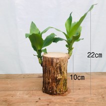 청년농부 행운목, 1개