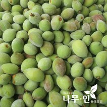 [나무인] 개복숭아 묘목 5그루, 5개