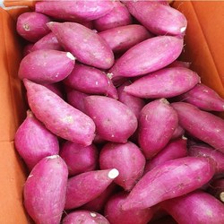 [산지직송] 25년수확 베니하루카 해남 햇 꿀밤고구마