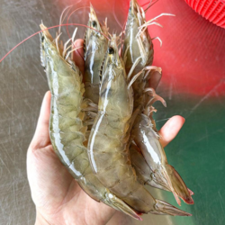 [파시] 국내산 급냉 흰다리새우 냉동새우 1kg (26~30미), 1개, 특왕새우 1kg(26-30미)