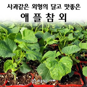 [모종심는아빠] 사과같은 외형의 달고 맛좋은 애플참외 모종 사과참외, 1컵, 1개