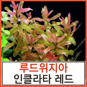 수초하우스) 루드위지아 인클라타 레드 수초, 3개