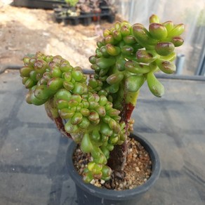 [수암다육] 송록 철화 랜덤발송 Sedum lucidum 'Obesum' f. cristata 랜덤발송 다육 다육이 다육식물 343