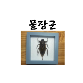 곤충표본 물장군 표본