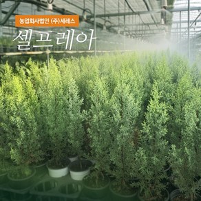 [세레스] 셀프레아 접목 2년생, 30cm 미만, 1개