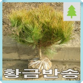 황금반송나무 묘목 폭30cm