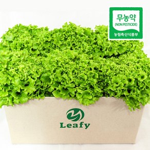 [단품] 리피 이자벨 유러피안 샐러드 상추 산지직송 무농약 당일수확, 1kg, 1개