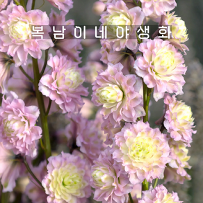 델피늄 하이랜더 미스터리센세이션 [1개 복남이네야생화 모종 델피니움 delphinium], 1개