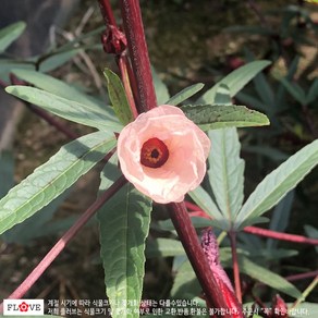 플러브 로젤(히비스커스), 1개