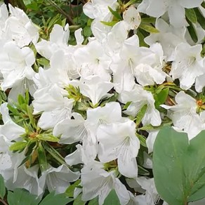 [좋은원예] 백철쭉 H0.3m 5주 (1묶음), 1개
