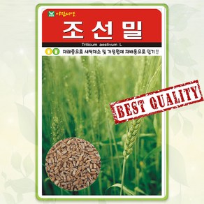 조선밀 씨앗 30g 재래종 참밀 밀 종자 씨 봄 여름 가을 밀씨 밀씨앗 AR, 1개