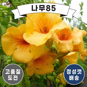 (나무85) 능소화 3종 화분, 능소화 골든트럼팻 화분, 1개