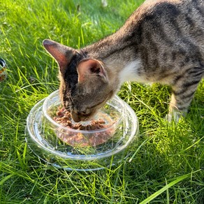 길고양이 일회용 밥그릇 개미방지 사료그릇 강아지 산책 물그릇, 10팩, 2구