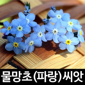 파랑 물망초 씨앗 꽃씨 꽃씨앗 100알