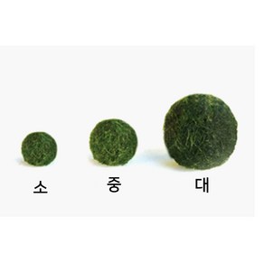 그린테라피 푸딩병 전구병 마리모세트, 마리모(소), 추가구성