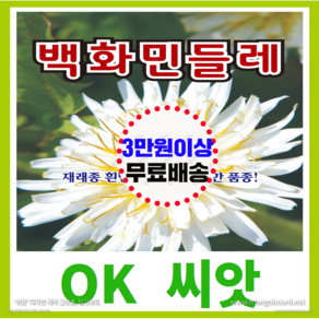 [OK씨앗] [백화민들레] 민들레씨앗 종자(오케이씨앗), 100개