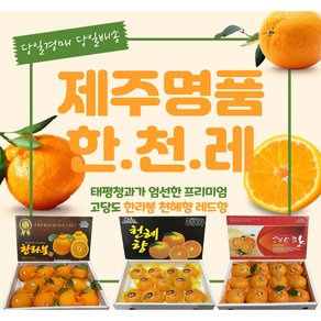 제주 한라봉 천혜향 레드향 3KG