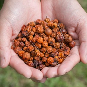 [밋앤밀] 산지직송 강원도 인제 고랭지 토종 건마가목열매 150g, 1개