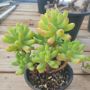 [수암다육] 을녀심 랜덤발송 Sedum pachyphyllum 다육 다육이 다육식물 537, 1개