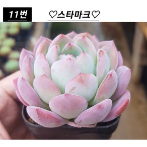 희귀다육 28종 모아보기