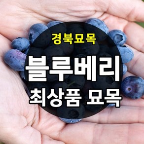 [경북농원] 블루베리 묘목 2~3년생 포트묘 판매중, 스프링하이 삽목4년생, 1개