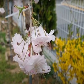 [좋은원예] 수양 분홍겹벚나무 R2 개화주, 1개