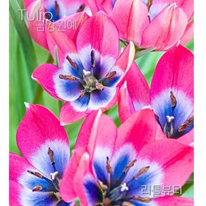 미니 튤립(Mini Tulip-원종) 추식 구근 리틀뷰티(1set-5구) 금강원예, 1세트